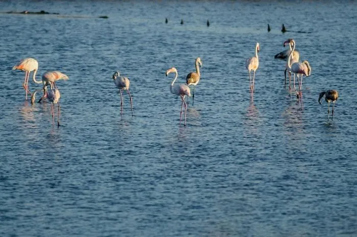 Buarcos Sunset By Rent4all *